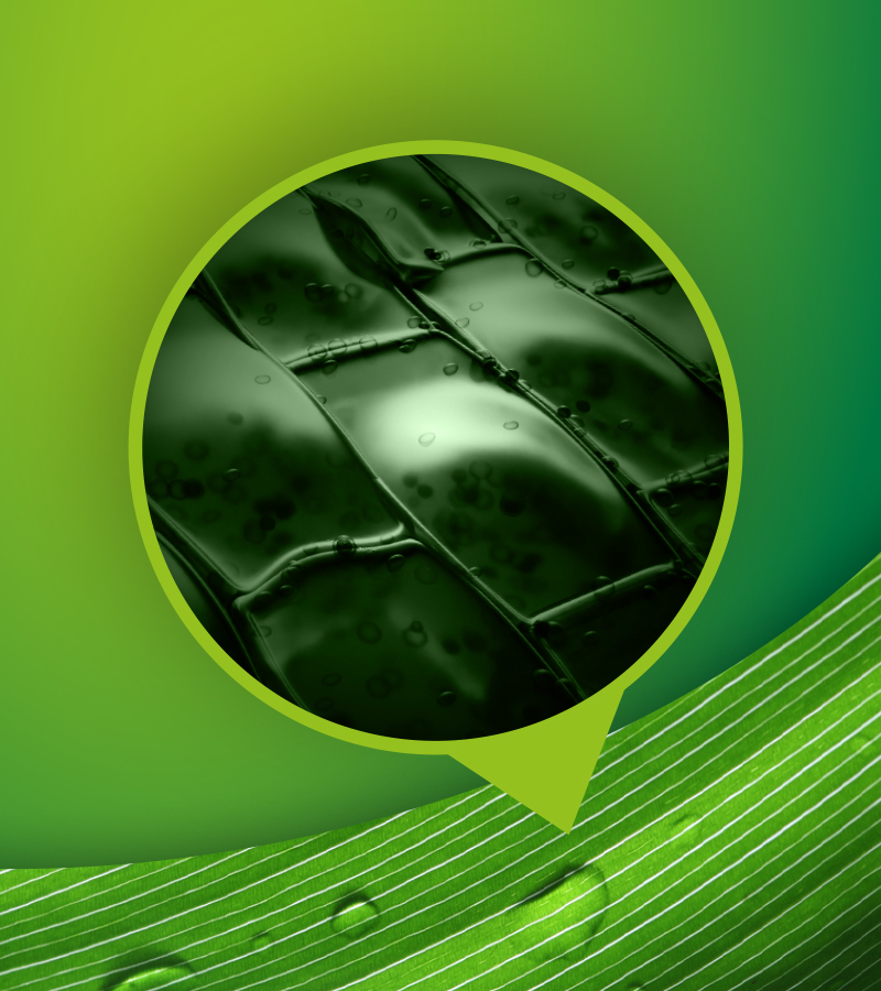 aCalsa-page-800x900-v2 aCalsa-page-800x900-v2